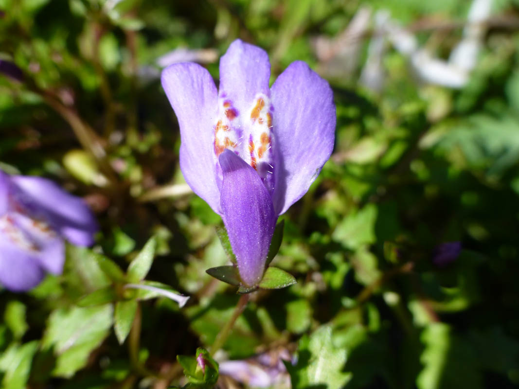 Mazus reptans photo